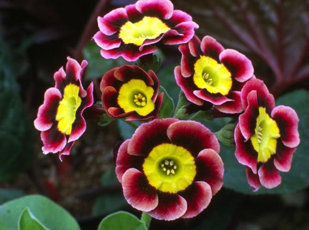 Примула ушковая (Primula auricula)