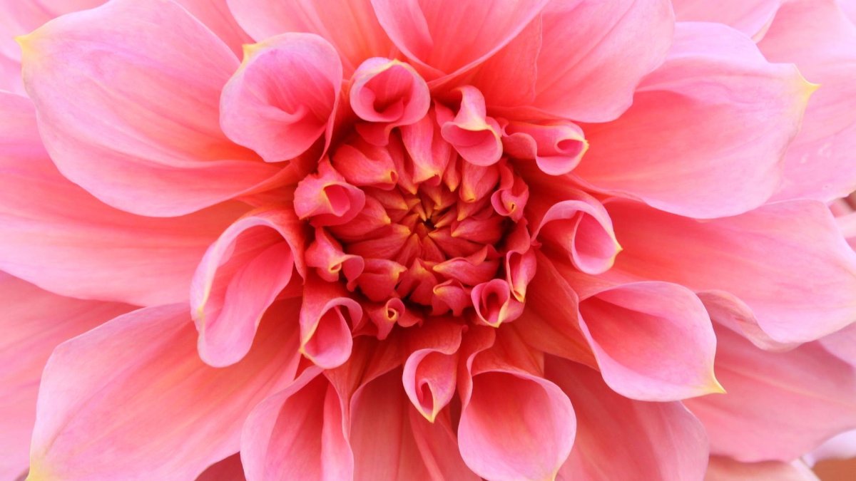 Dahlia (георгин)