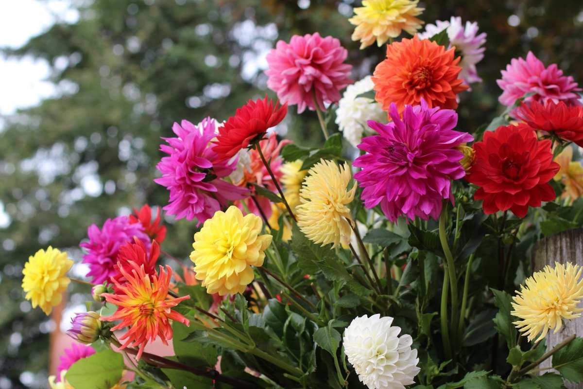 Астра Aster coloradoensis