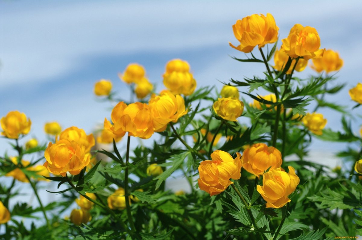 Купальница европейская (Trollius europaeus)