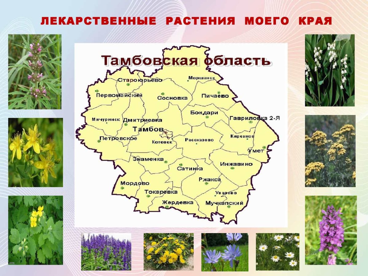Цветы жарки Сибирские