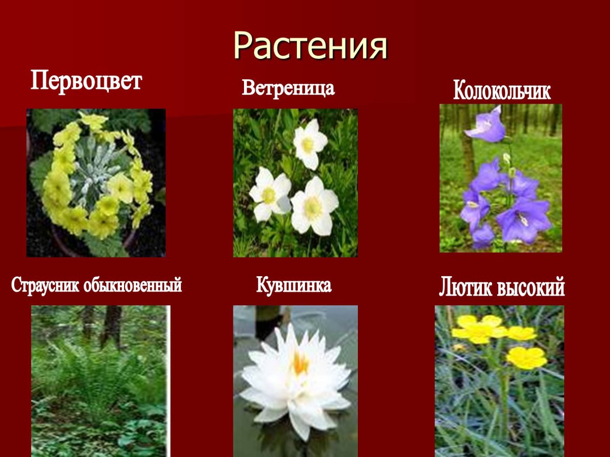Лето панорама