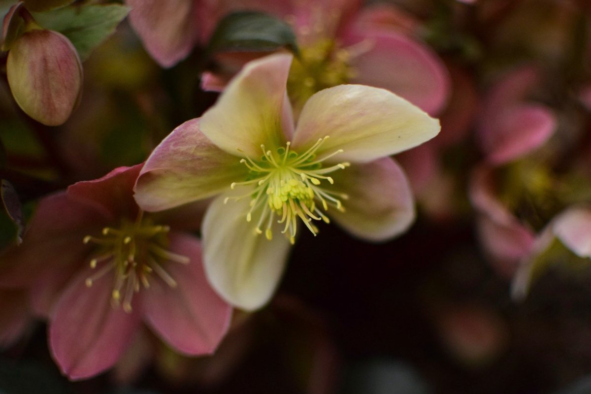 Helleborus orientalis
