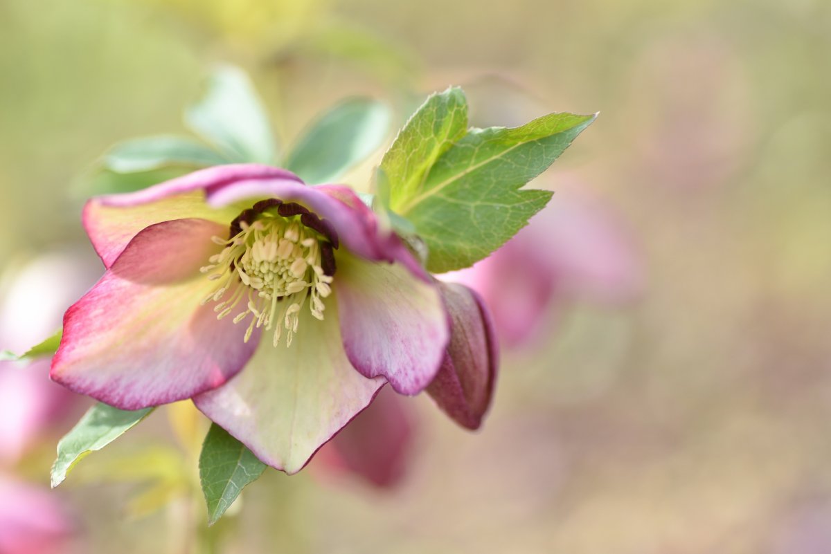 Морозник Helleborus Angel Glow
