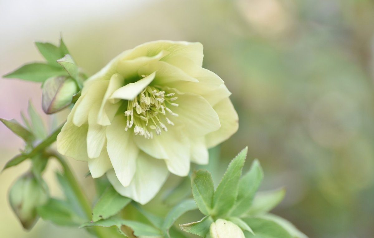 Морозник Helleborus Pirouette