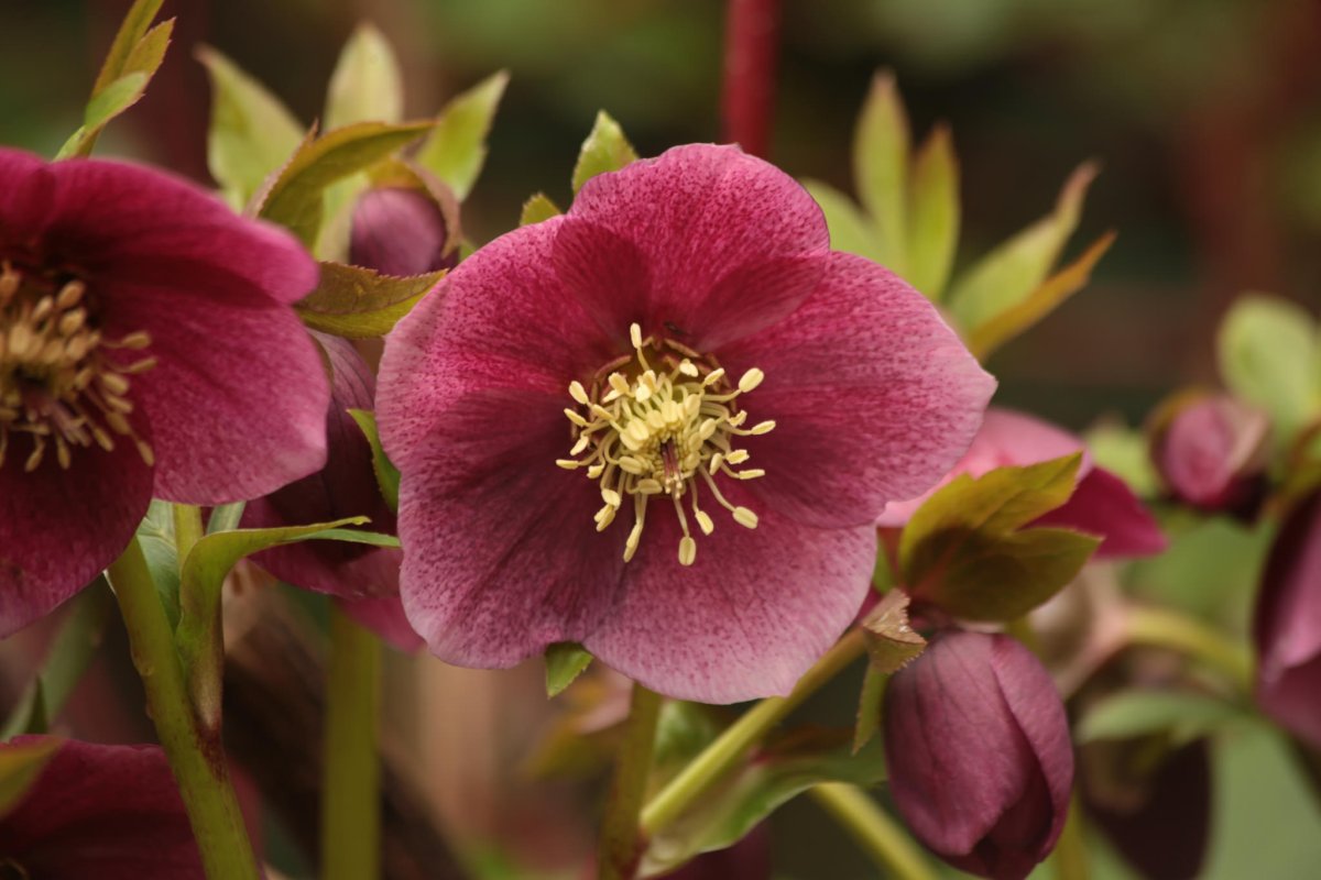 Морозник Helleborus