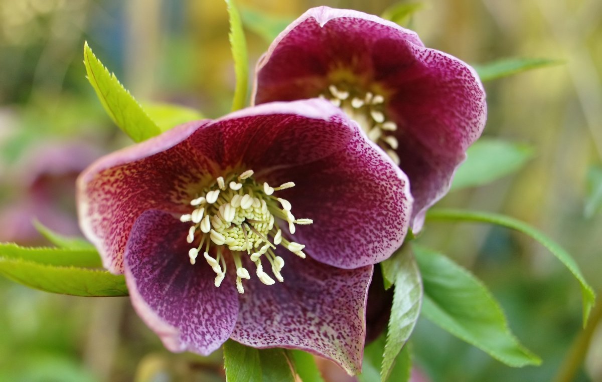 Морозник Helleborus Pirouette