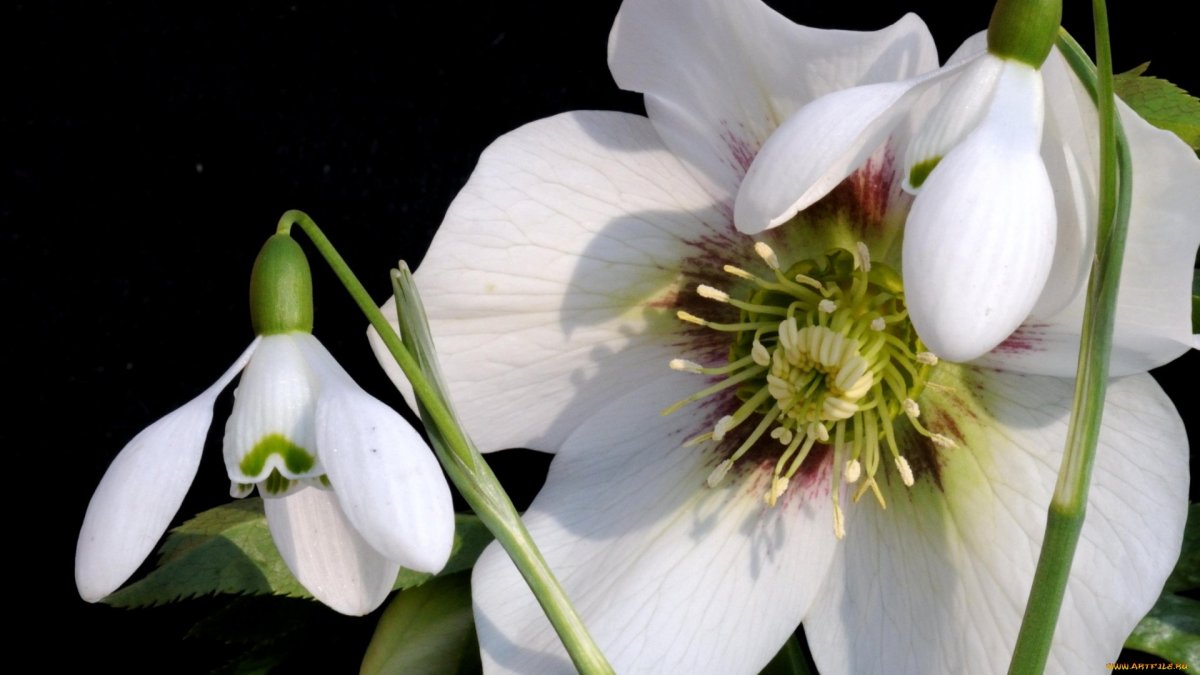 Helleborus Magnificent Bells