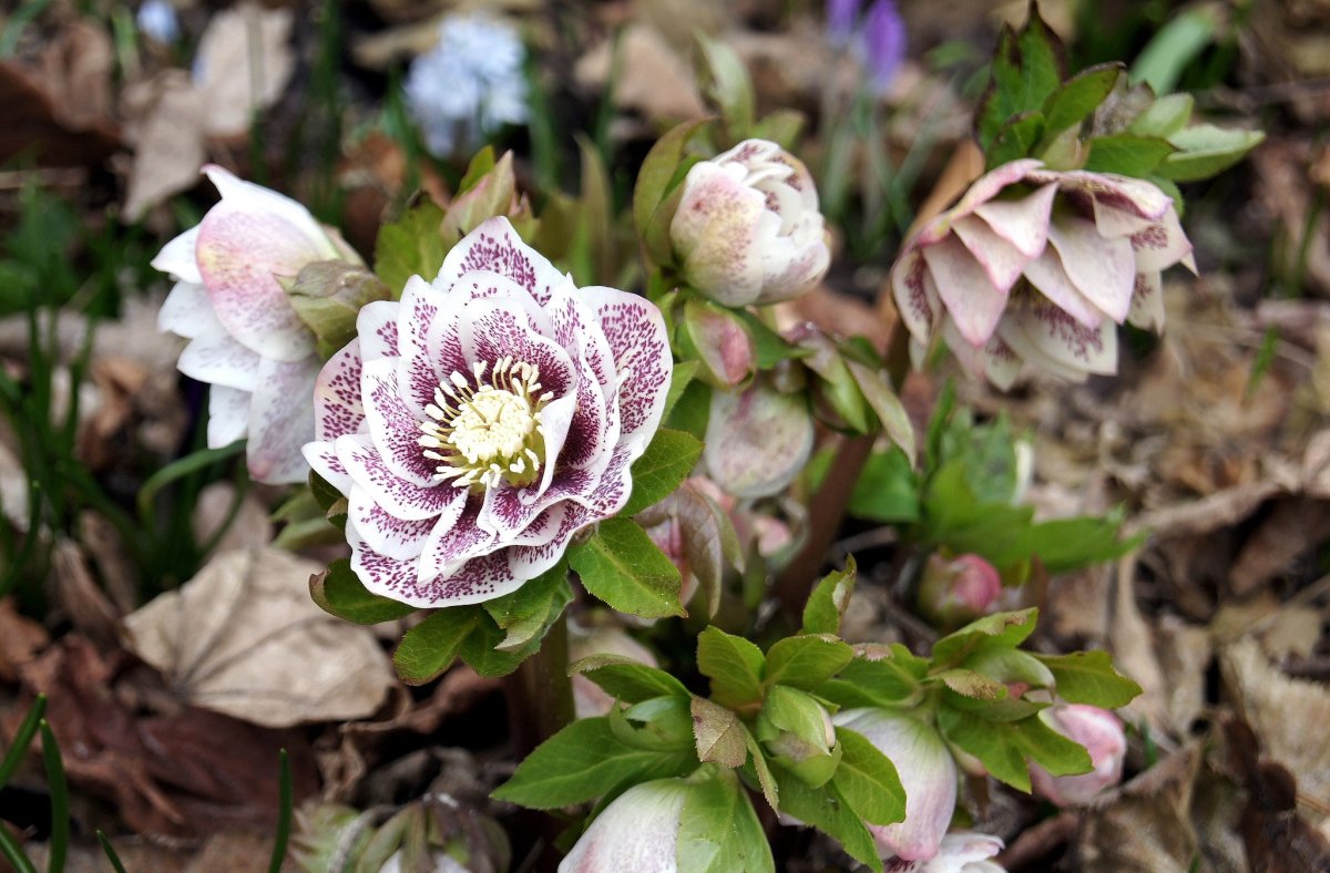 Морозник Helleborus Pirouette