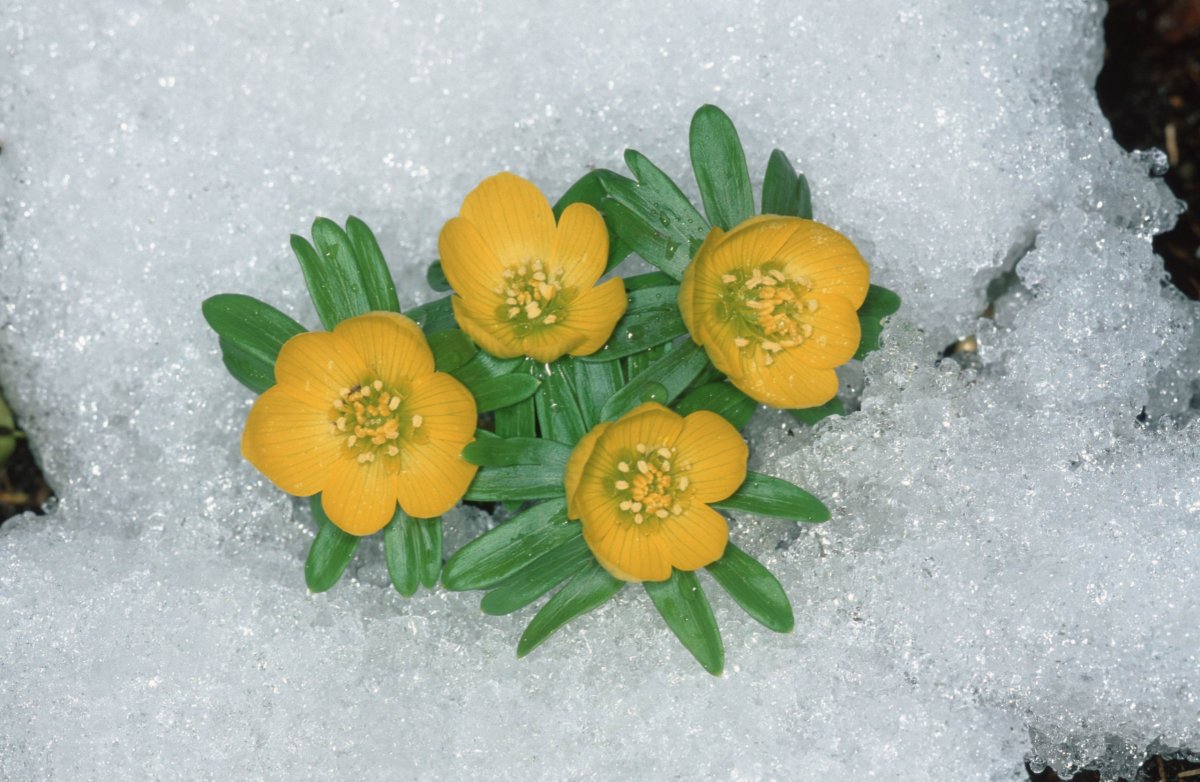 Морозник orientalis 'Bollene'