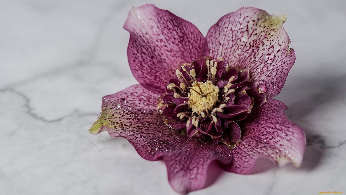 Helleborus orientalis Bollene