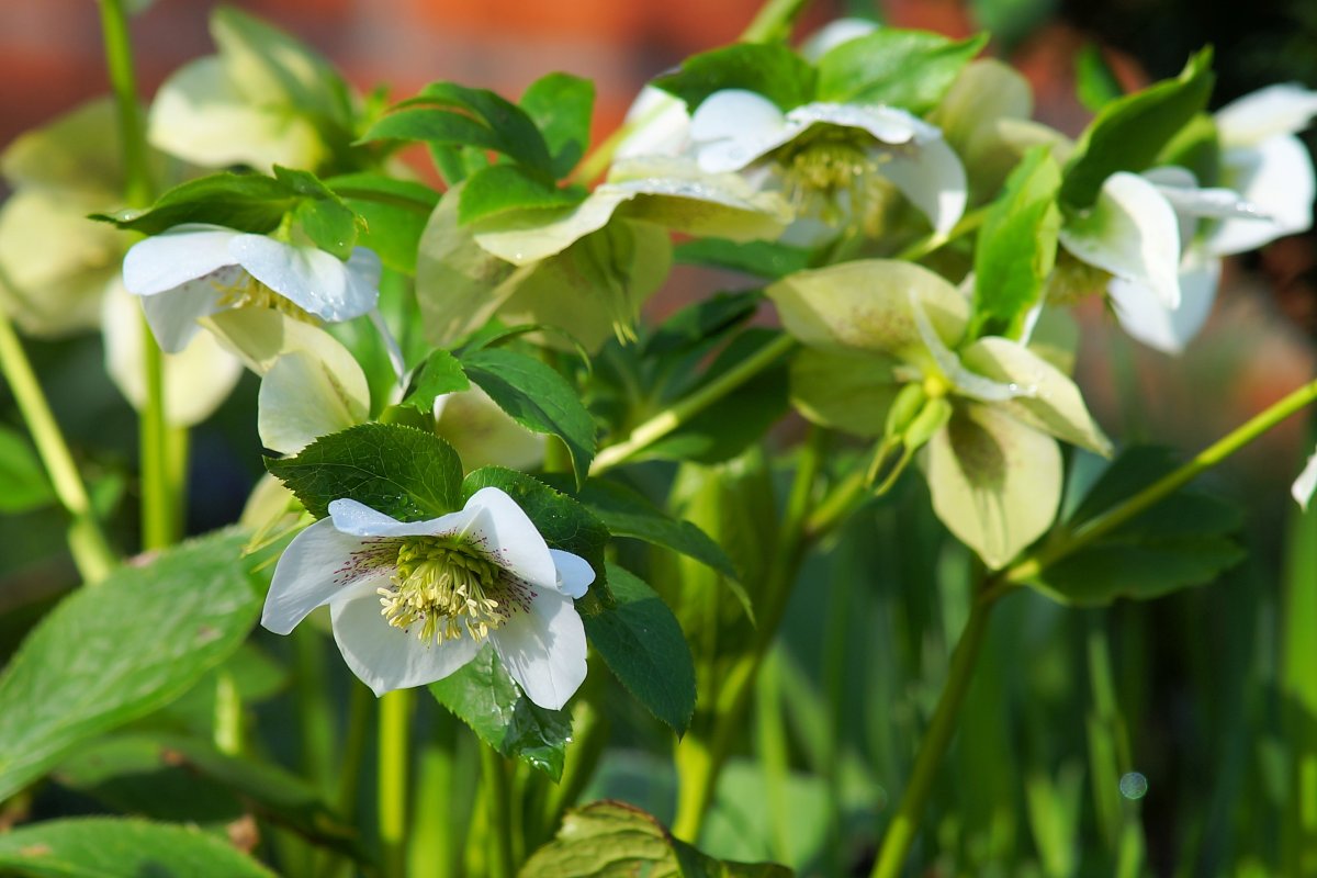 Морозник Helleborus Pirouette