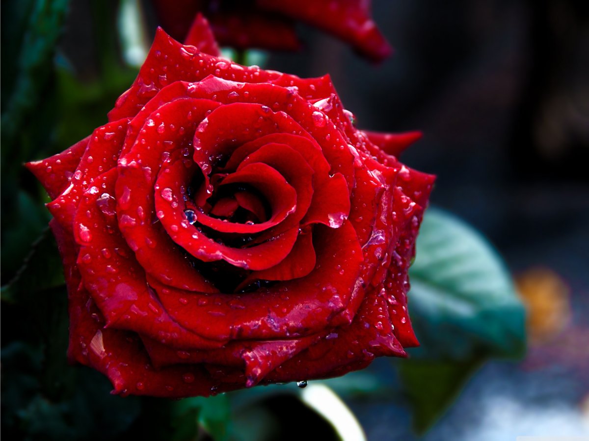 Цветы красные розы