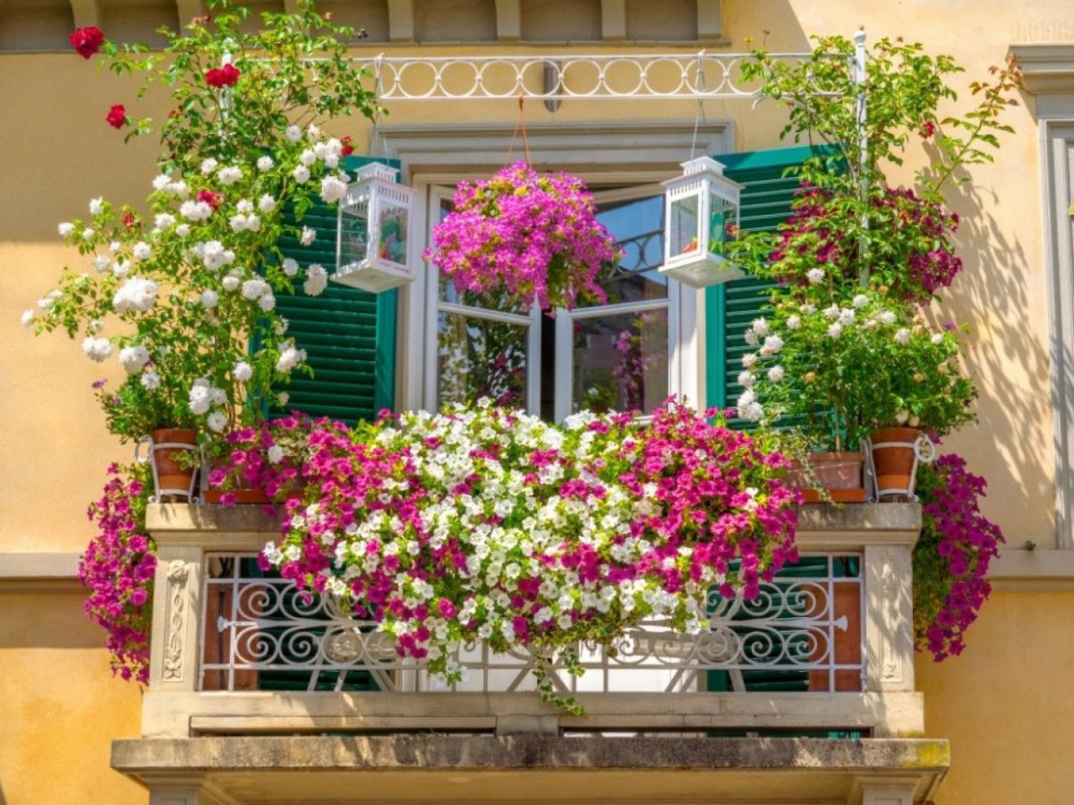 Петуния balcony