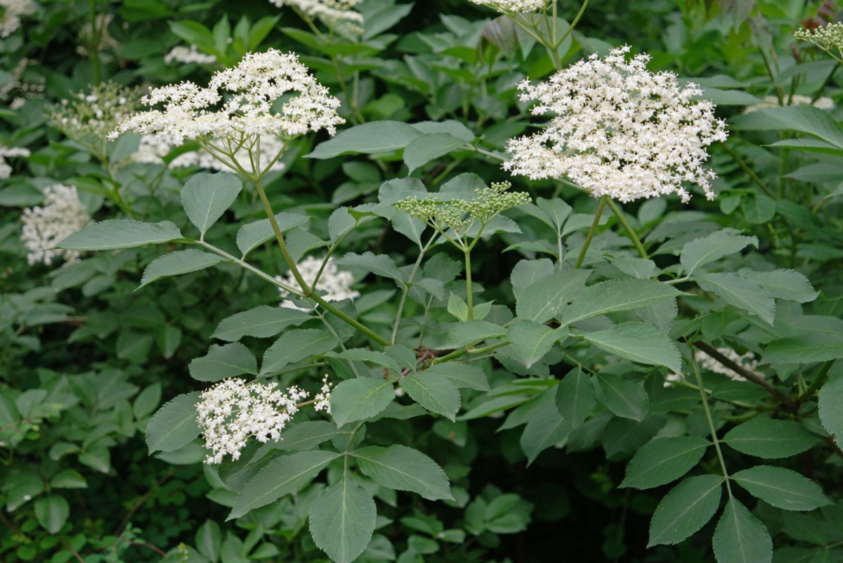 Бузина черная (Sambucus nigra)