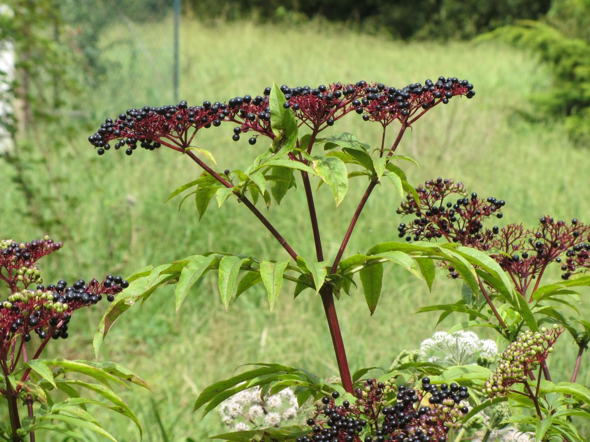 Sambucus nigra 'linearis'
