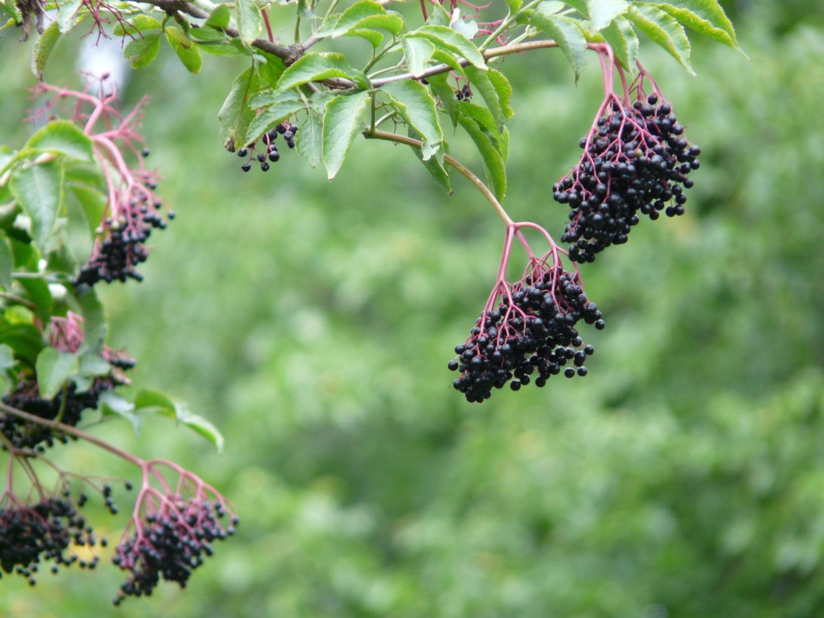 Elderberry Бузина