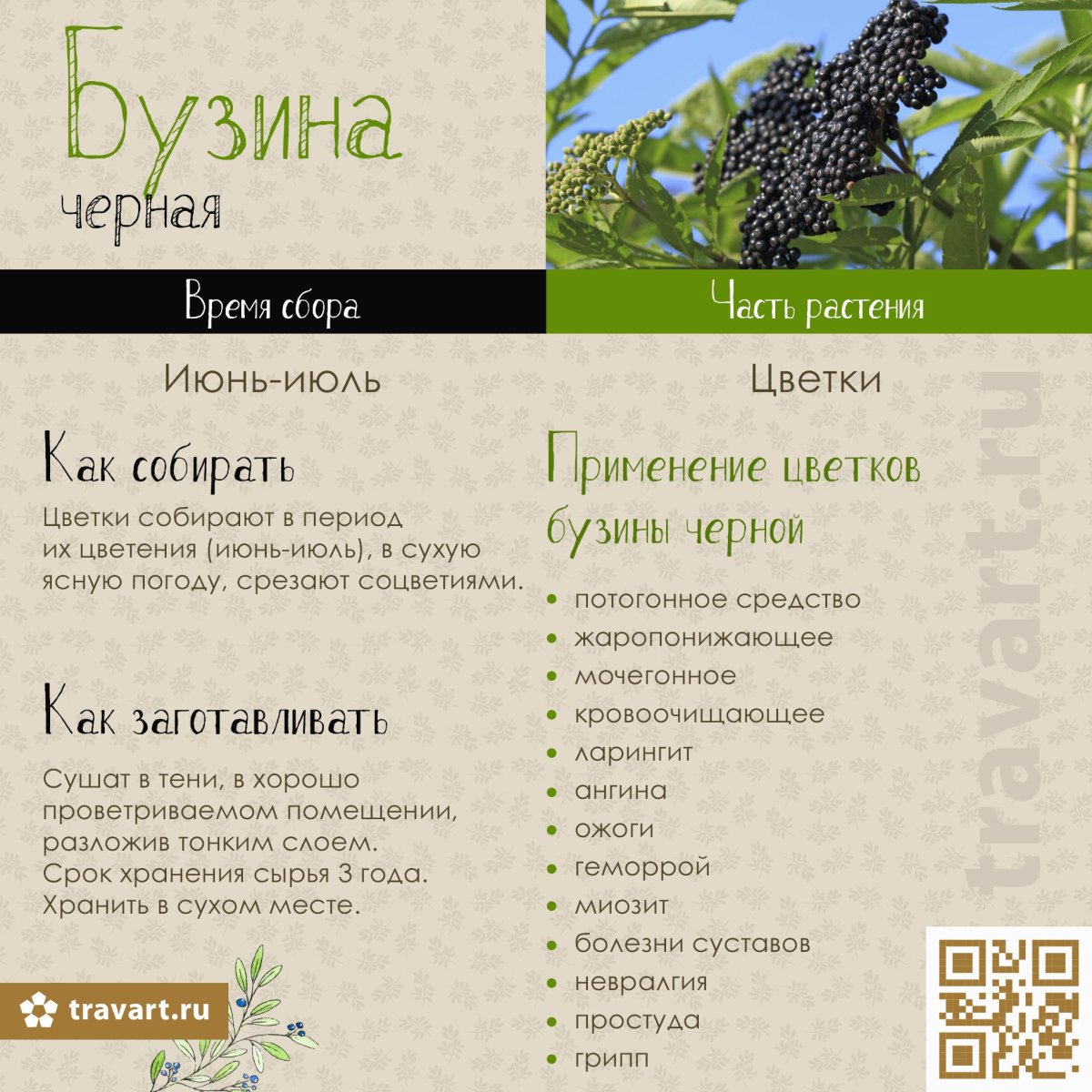 Полезные свойства бузины
