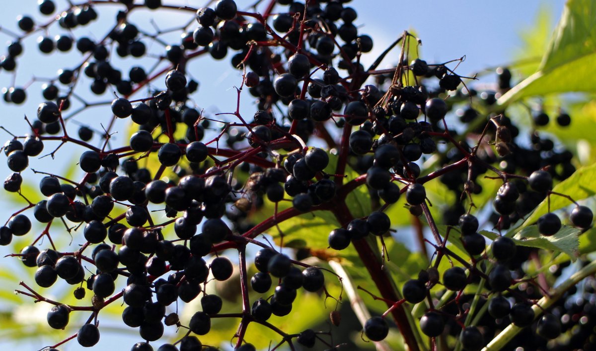 Бузина чёрная, самбук (Sambucus nigra)