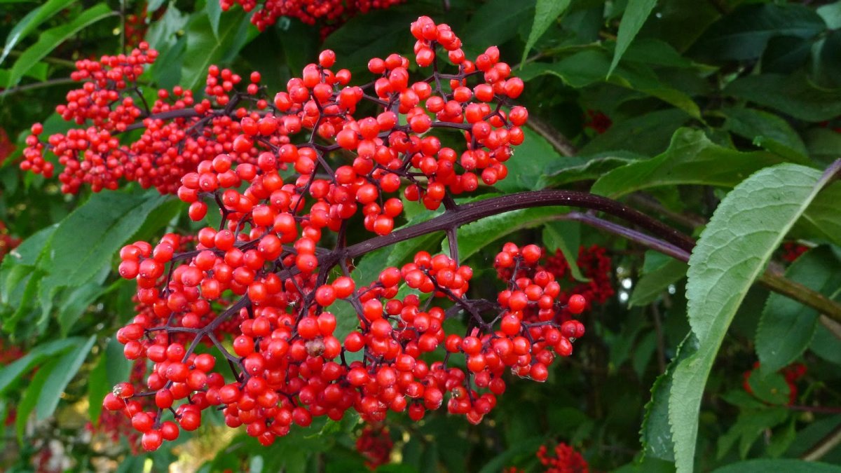 Бузина красная Sambucus racemosa