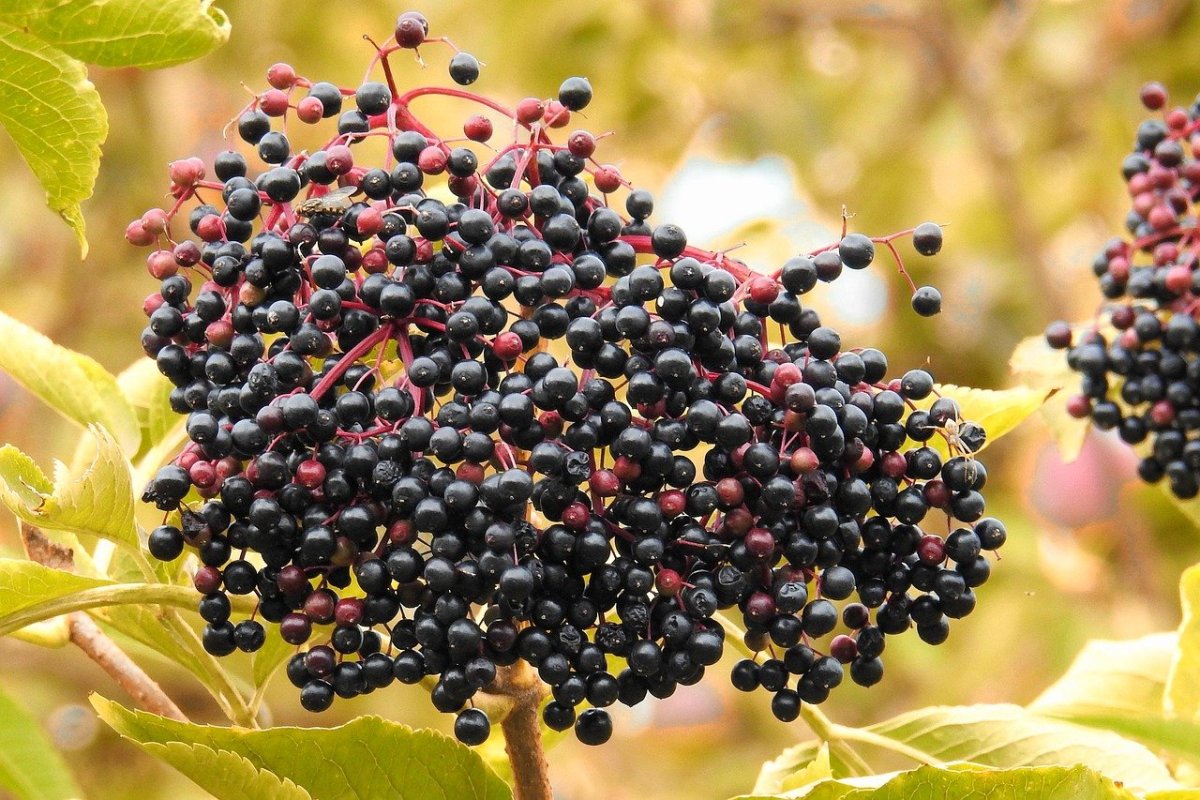 Бузина черная (Sambucus nigra)