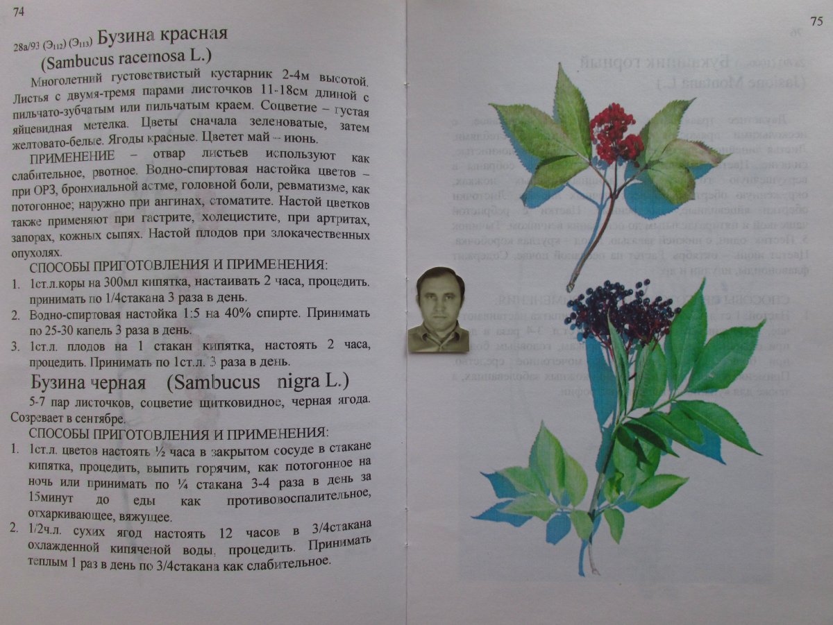 Рассказ Бузина Зотова читать
