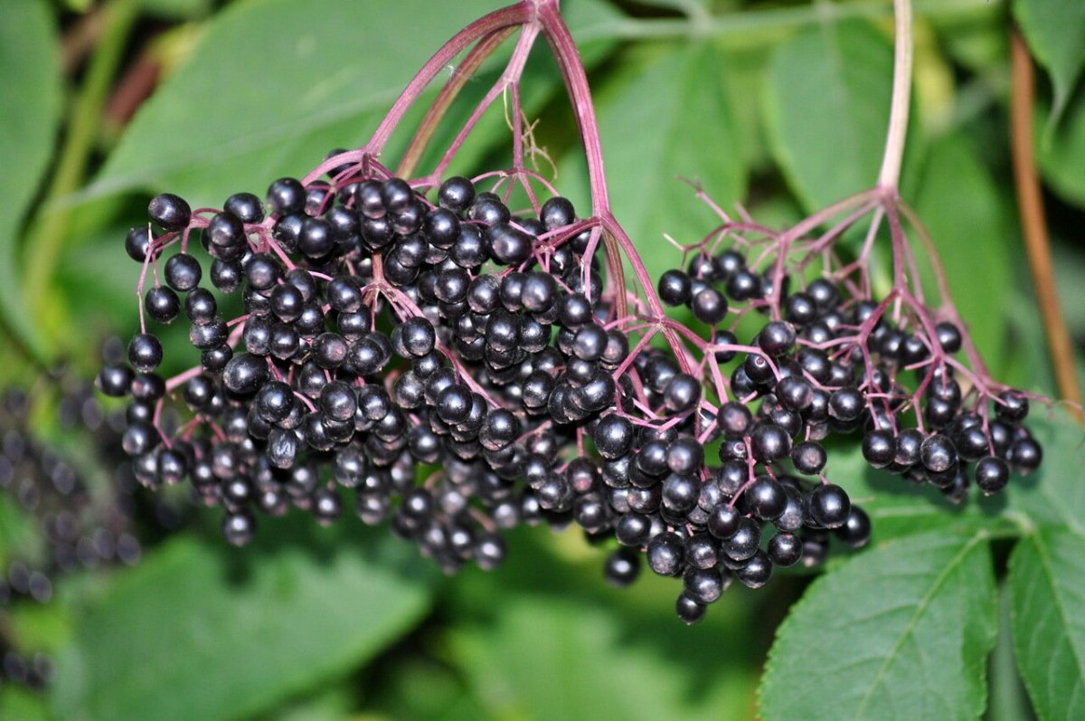 Бузина черная (Sambucus nigra)