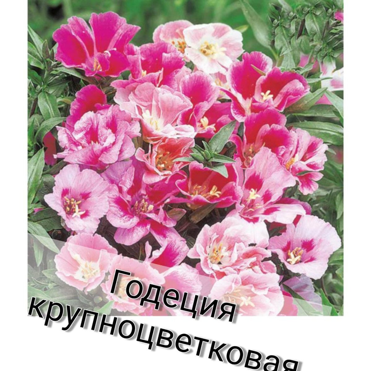 Годеция крупноцветковая Азалиецветная