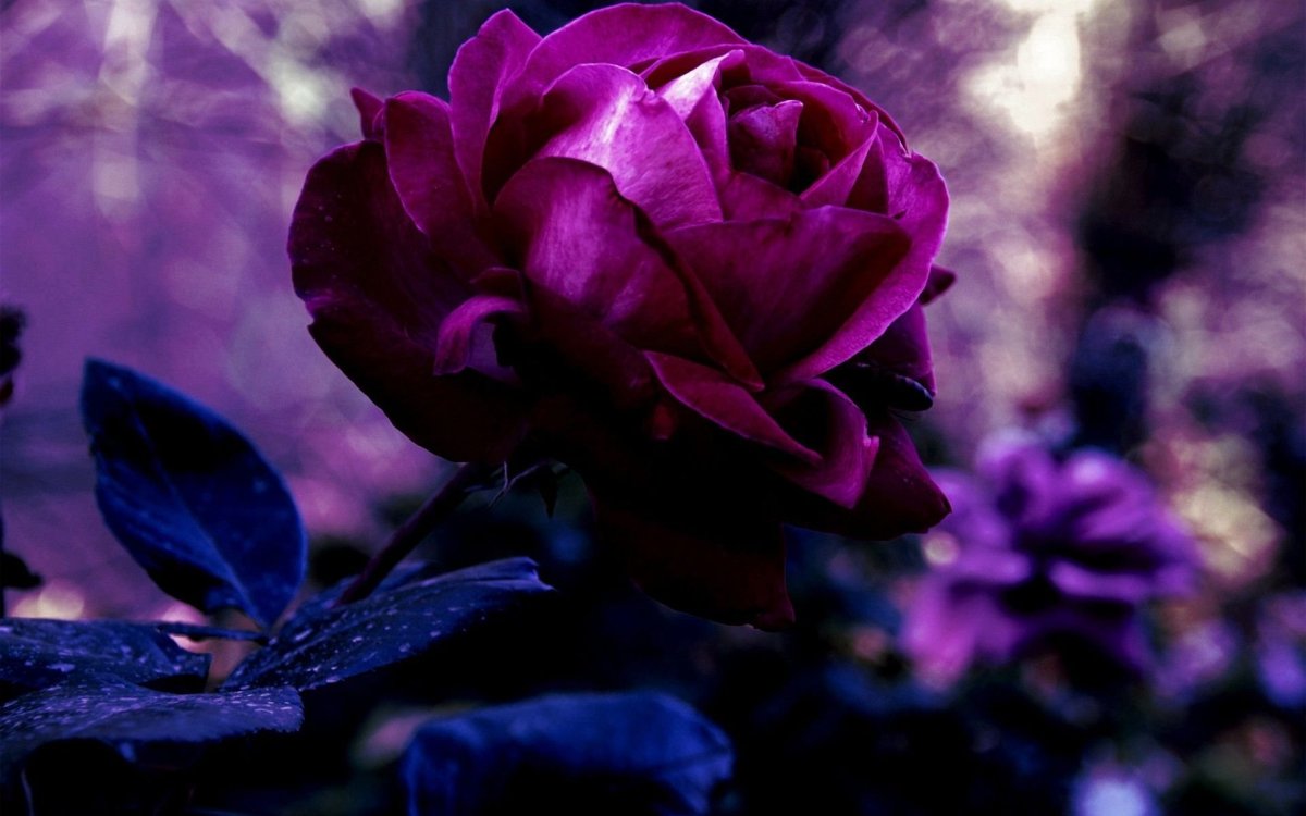 Lilac Topaz роза
