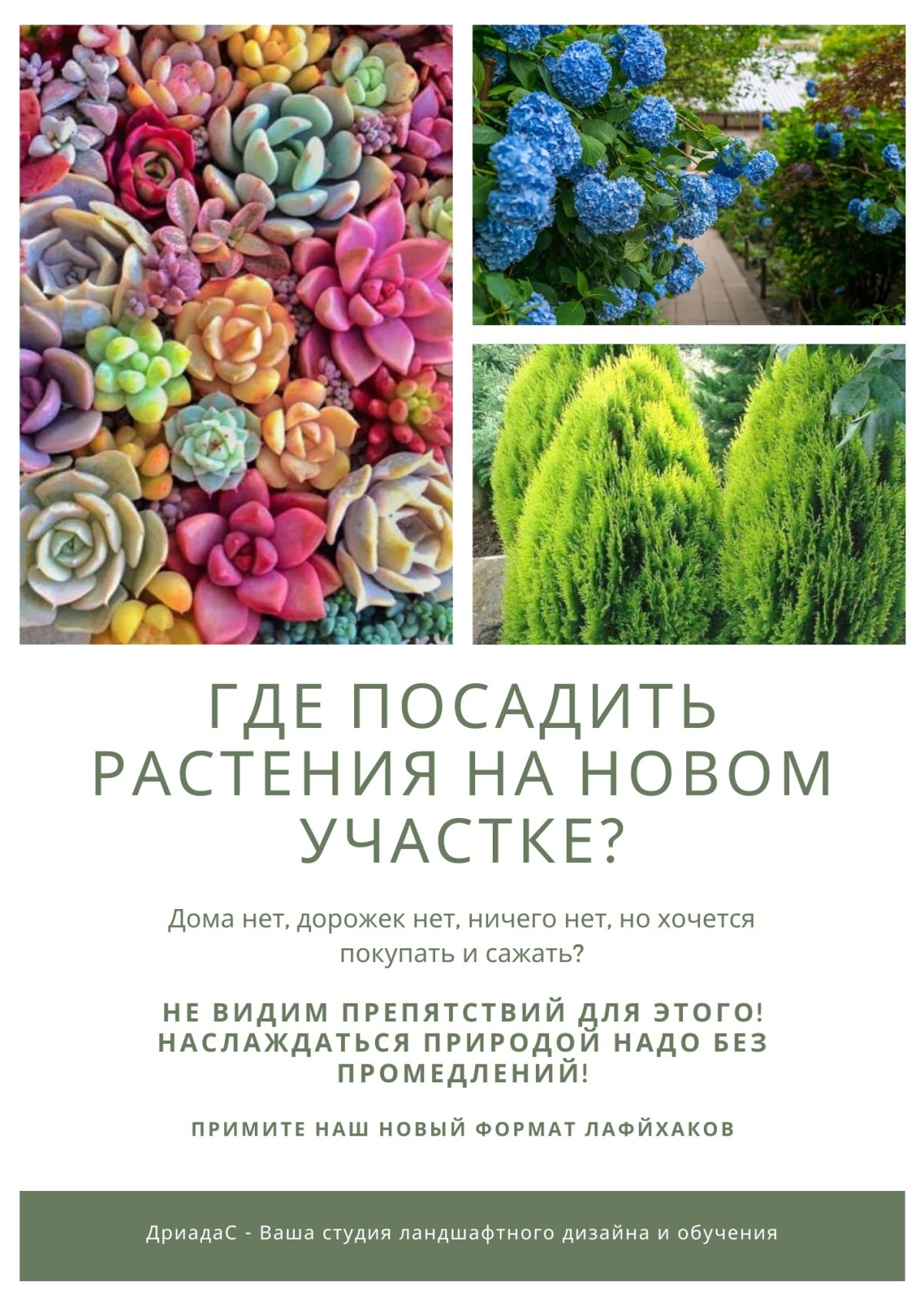 Каланхоэ Flapjack