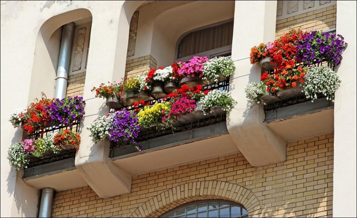 Ампельные для балкона