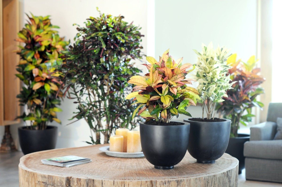 Драцена Маргината (Dracaena marginata)