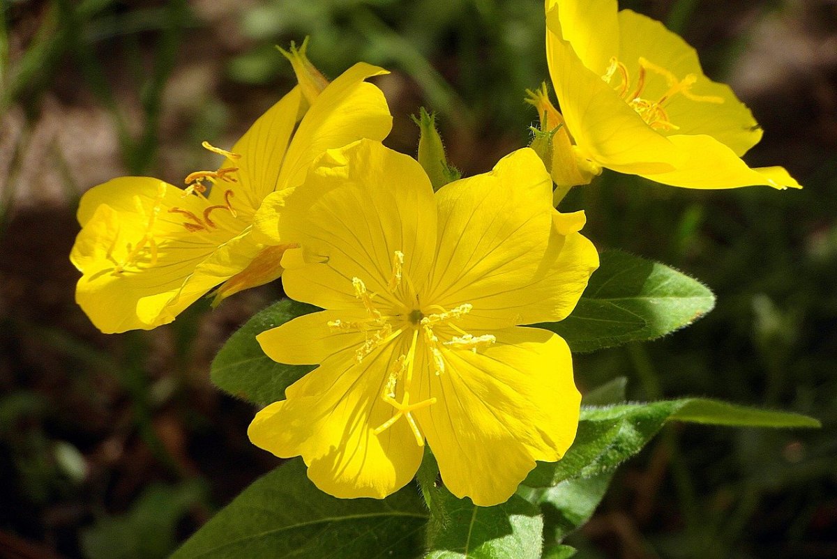 Evening Primrose