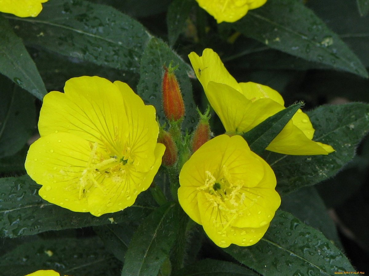 Evening Primrose scheme