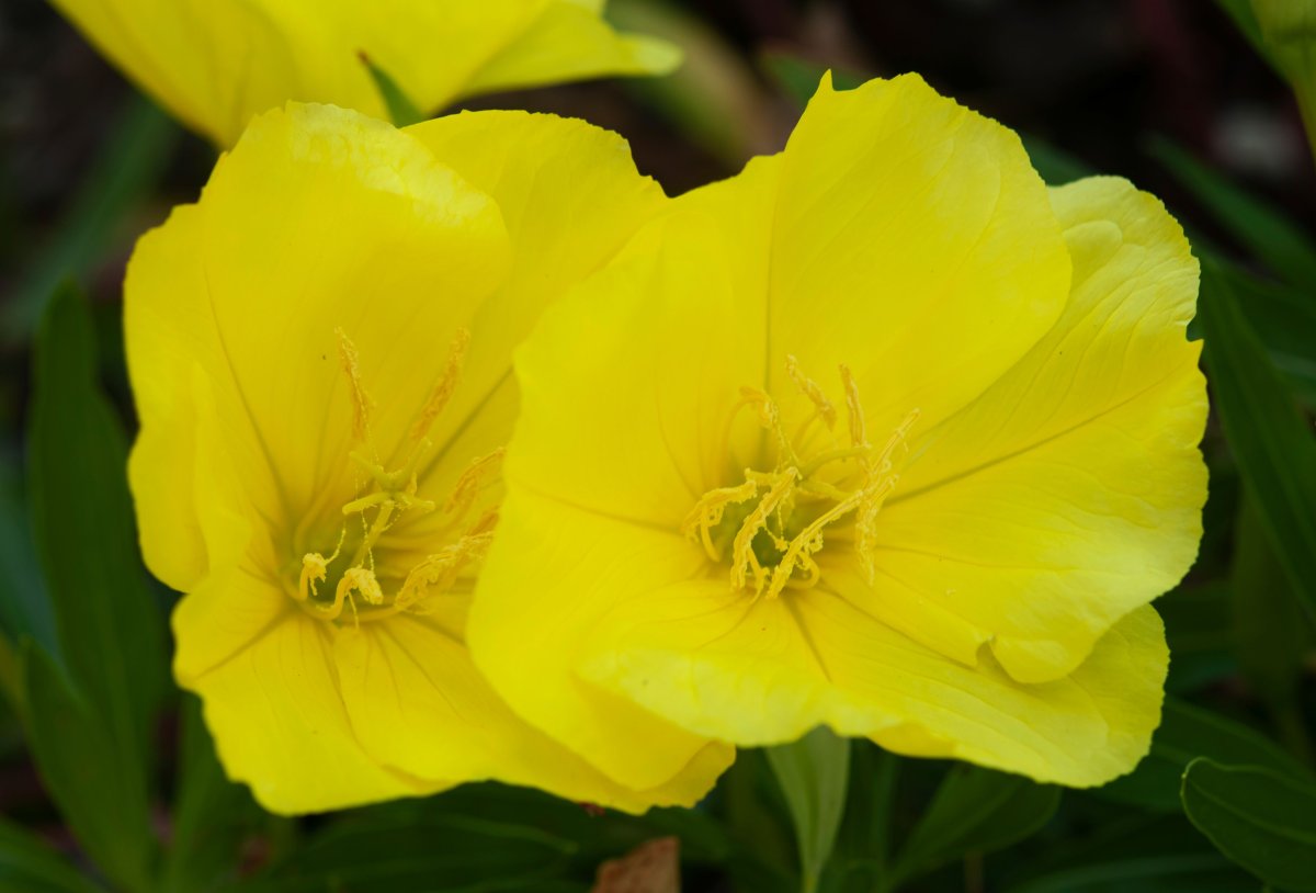 It’s Evening Primrose or a descendent from that Flower