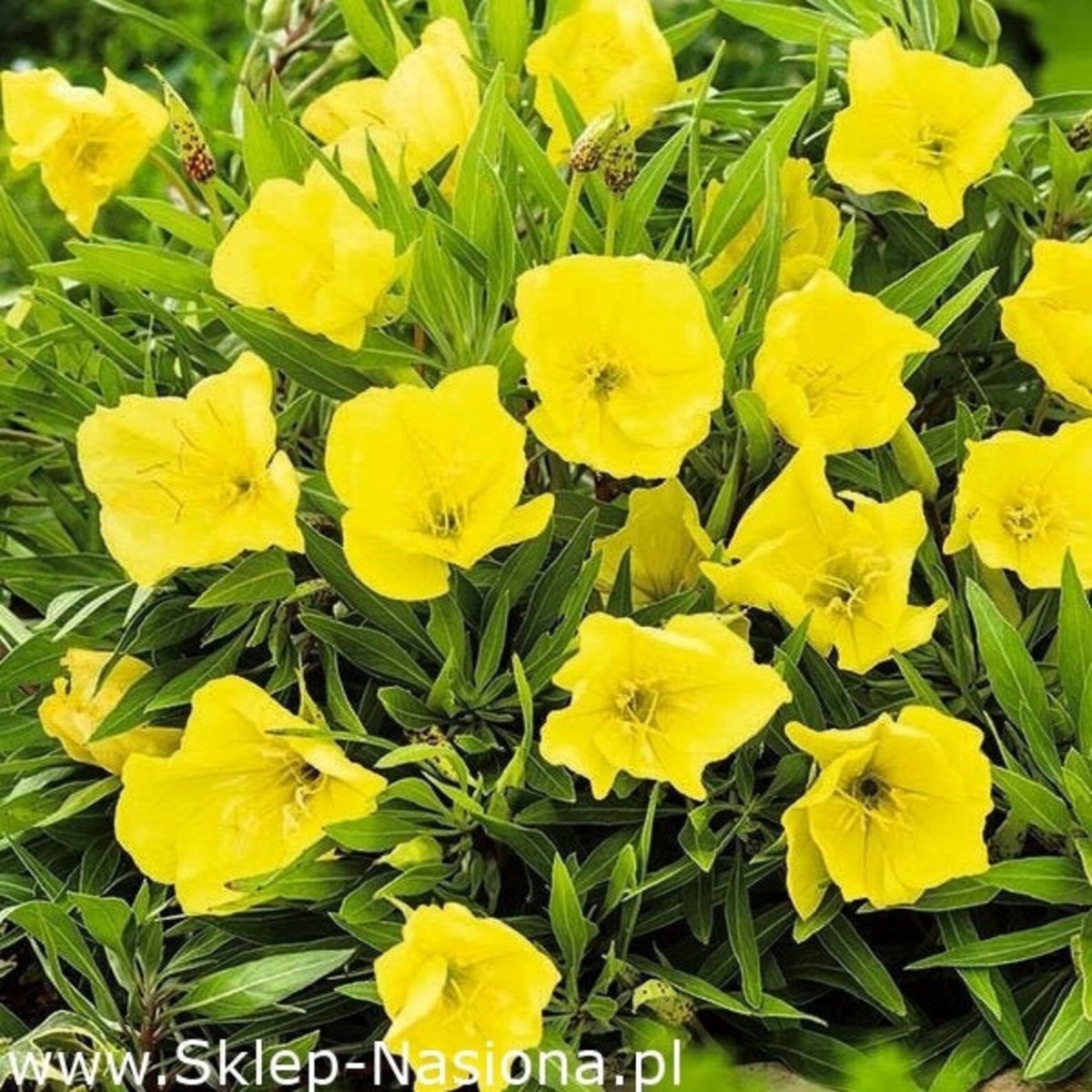 Энотера красивая oenoteria Spesioza