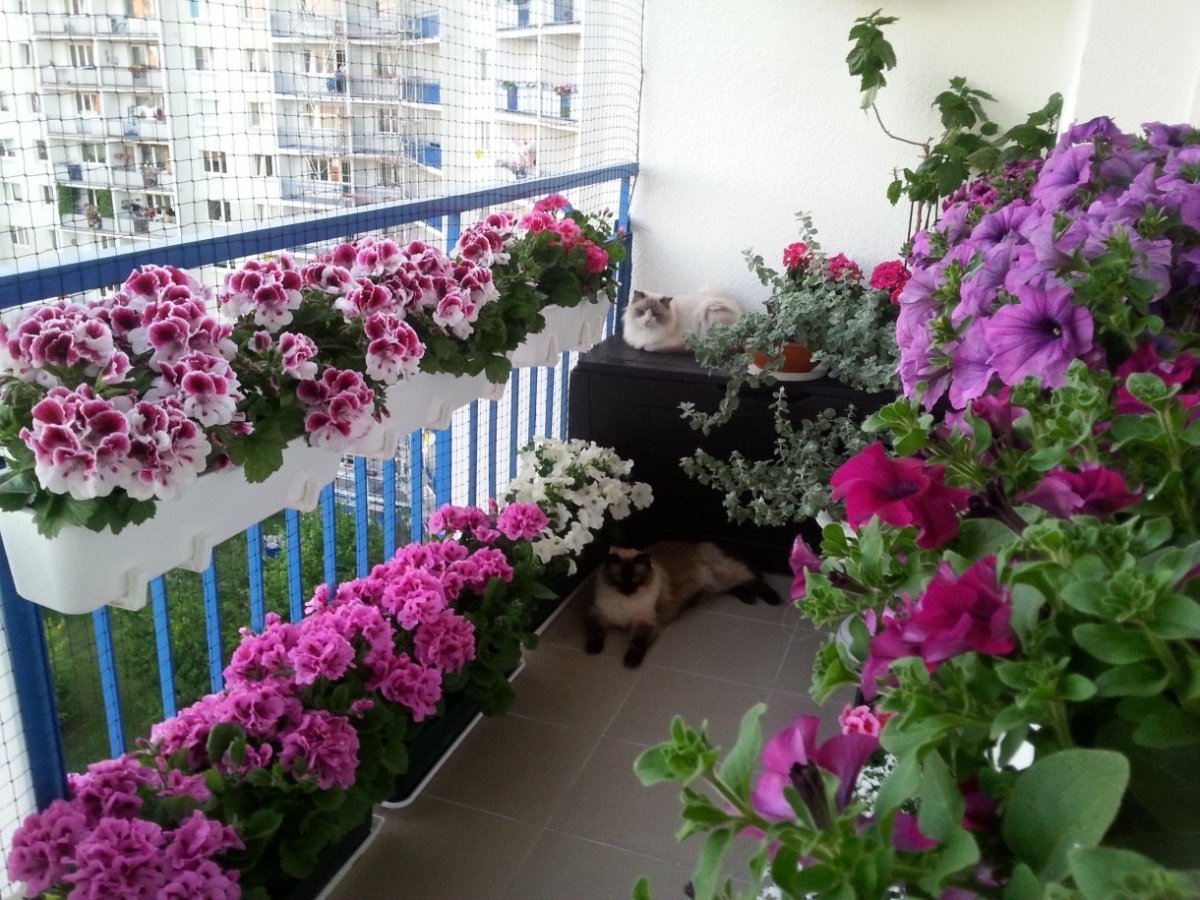 Петуньи цветы на балконе