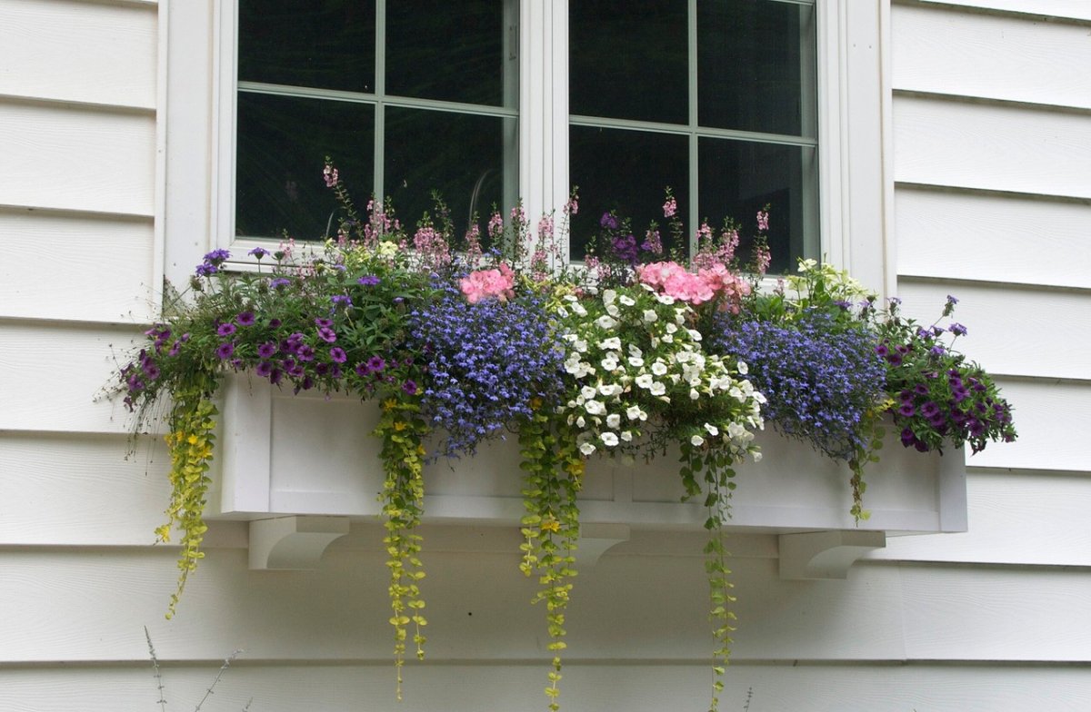Балконные цветы