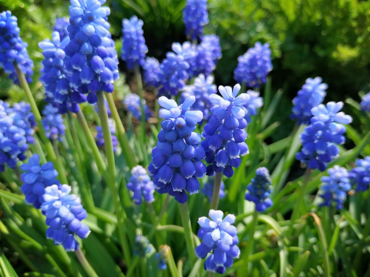 Гортензия – grape Hyacinth