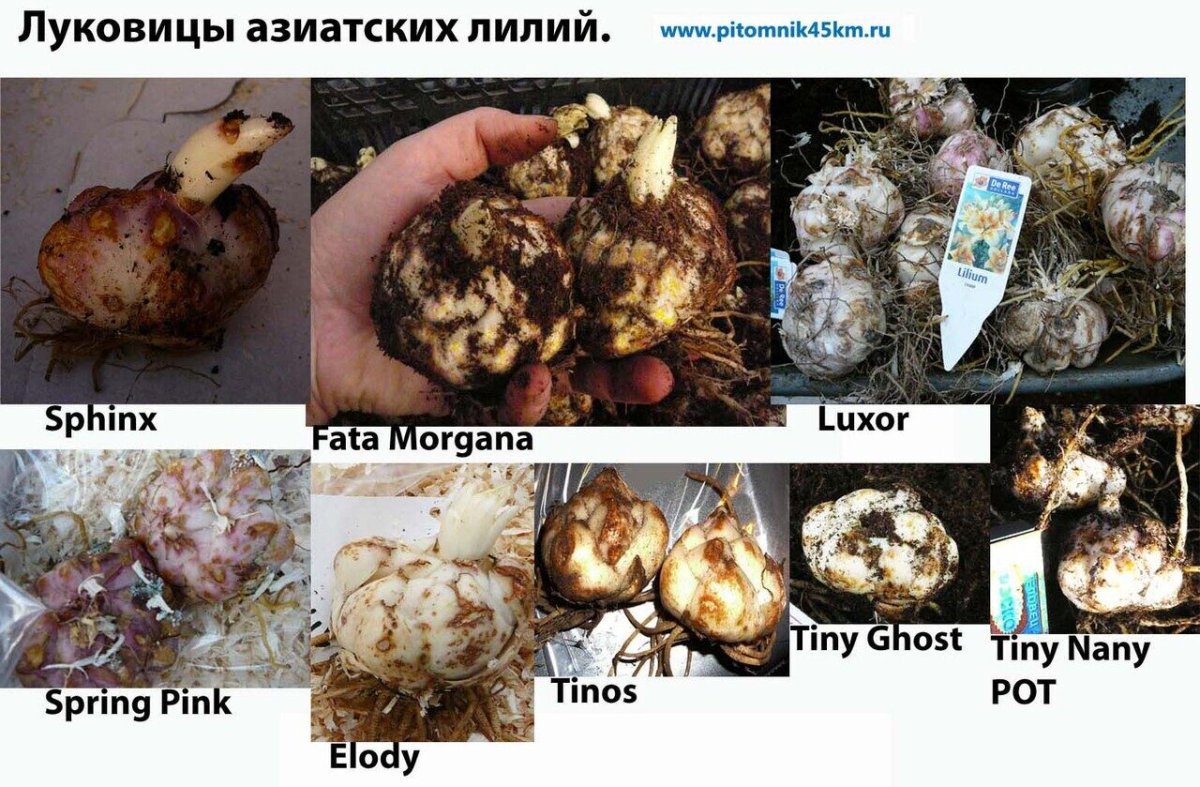 Выкопка луковиц тюльпанов после цветения