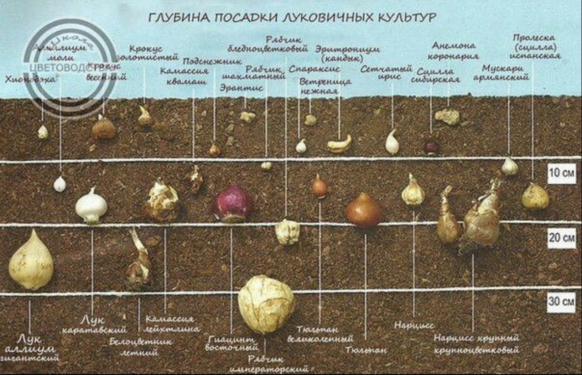 Гиацинт Восточный луковица