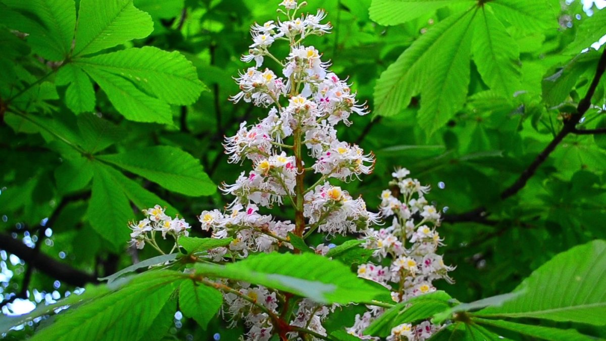 Каштан конский (Aesculus hippocastanum)