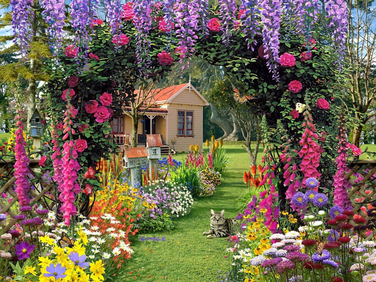 Котовник с розами