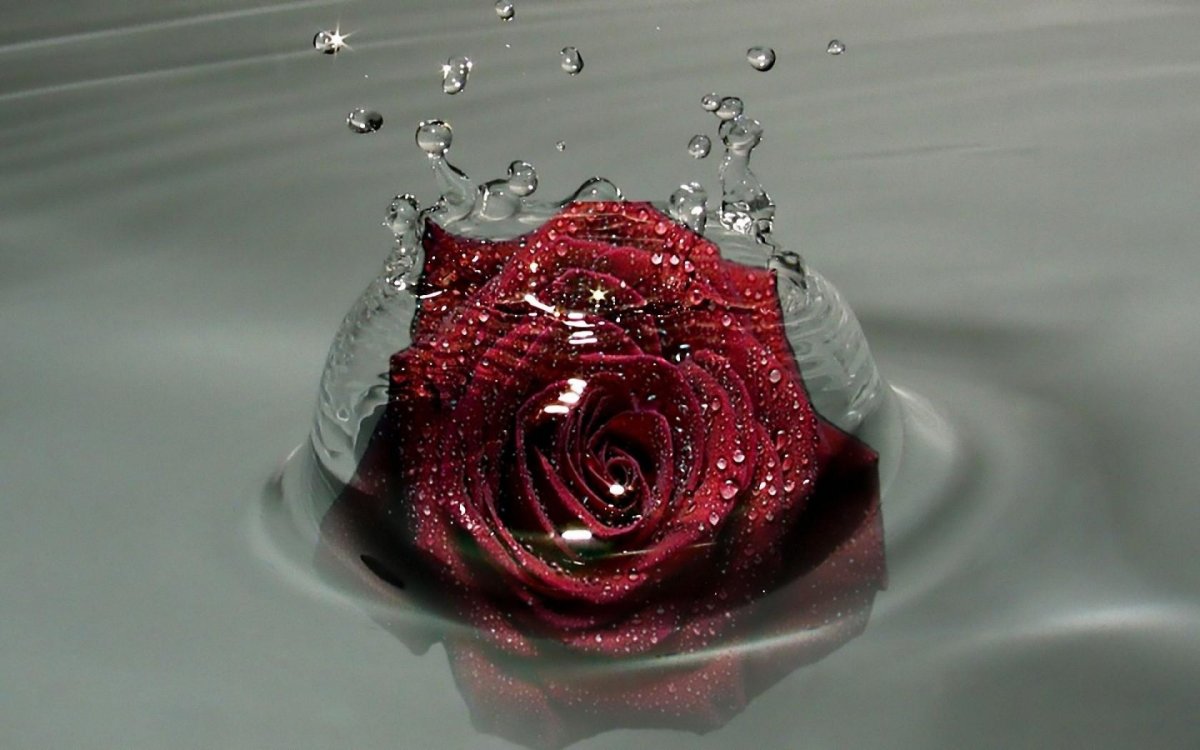 Роза с каплями воды