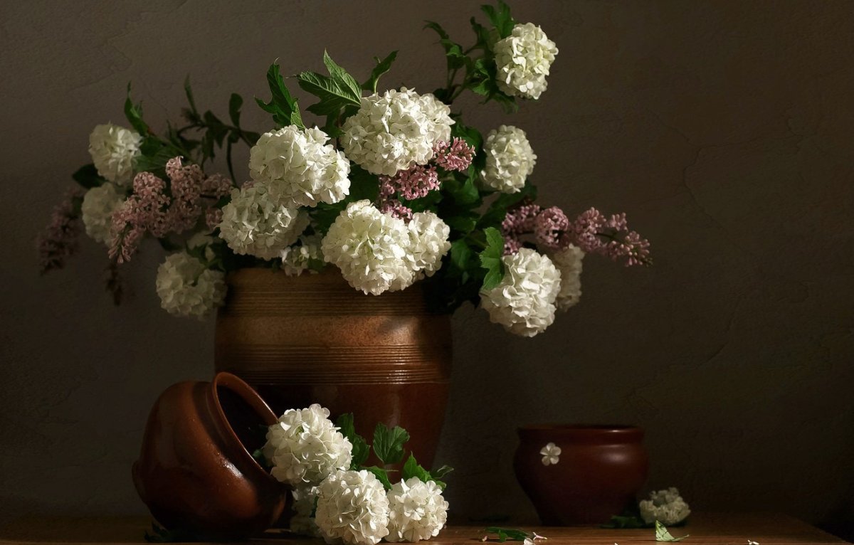 Гортензия метельчатая little Lime