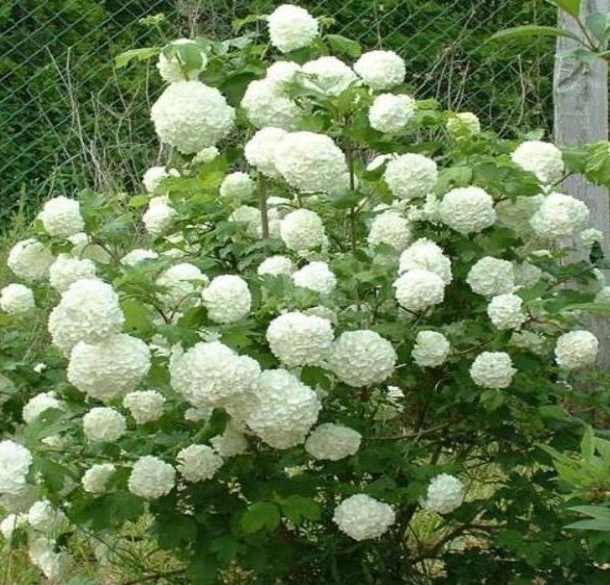 Калина бульденеж Розеум