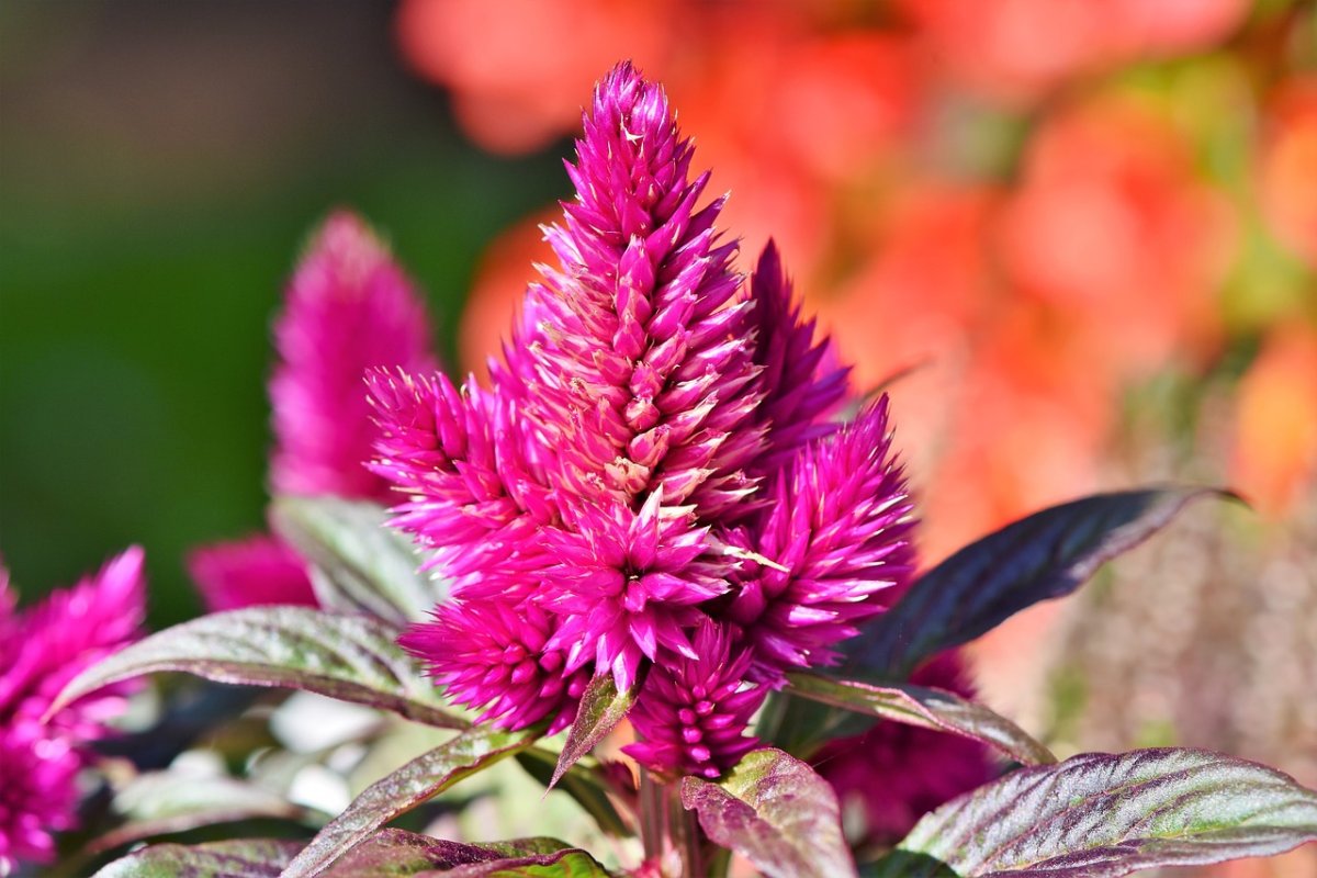Celosia argentea Plumosa