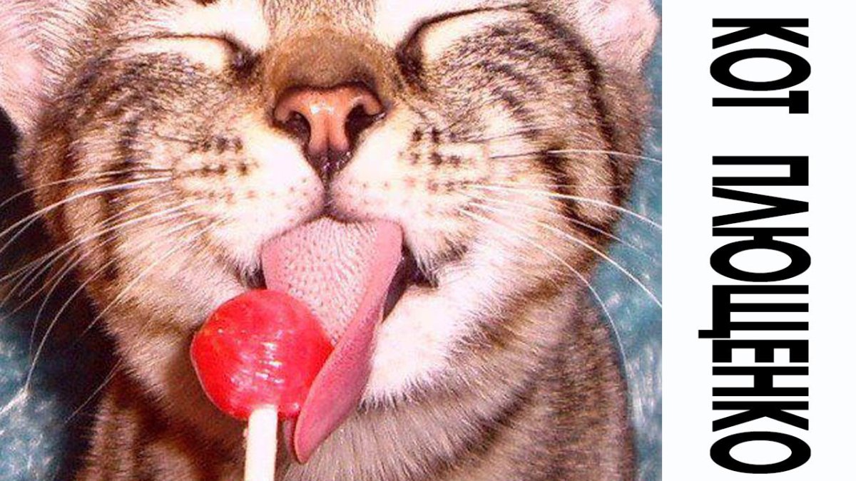 Пряник «котик»