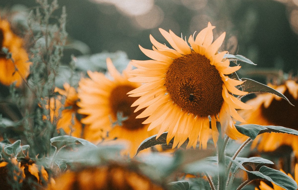 Природа Эстетика Подсолнухи