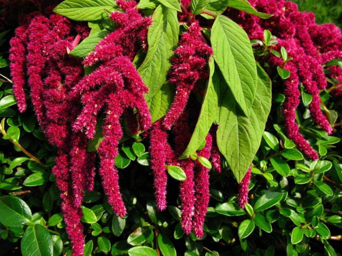 Амарант хвостатый (Amaranthus caudatus)